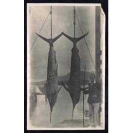 Whangaroa  Swordfish and Big Game Fishing