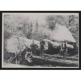 Kauri Timber Co Bush Tramway